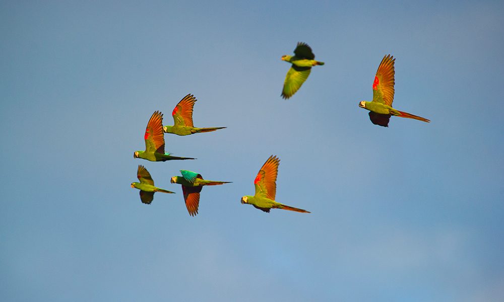 Papageien fliegen über den Dschungel in Tambopata
