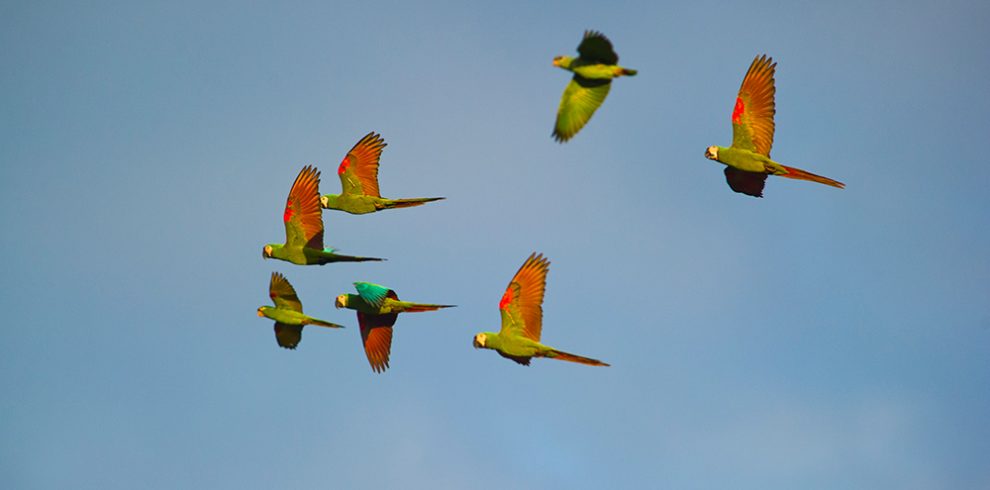 Papageien fliegen über den Dschungel in Tambopata