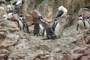 Humboldt Pinguine auf den Ballestas Inseln bei Paracas