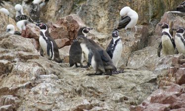 Humboldt Pinguine auf den Ballestas Inseln bei Paracas