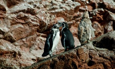 Humboldt Pinguine auf den Ballestas Inseln bei Paracas