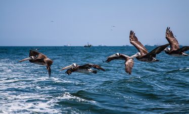 Pelikane fliegen übers Meer bei Paracas
