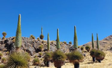 Die imposanten Puya Raimondii auf dem Weg von Puno nach Sicuani
