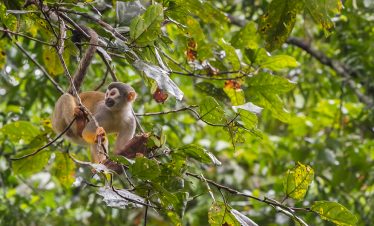 Ein Affe in der Umgebung der Treehouse Lodge in Iquitos