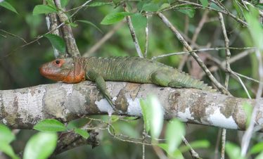 Ein Leguan in der Umgebung der Treehouse Lodge in Iquitos