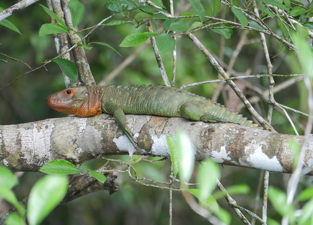 Ein Leguan in der Umgebung der Treehouse Lodge in Iquitos