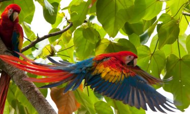 Papageien in der Umgebung der Treehouse Lodge in Iquitos