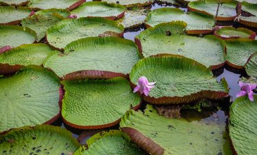 Riesenseerosen in der Umgebung der Treehouse Lodge in Iquitos