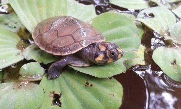 Eine junge Schildkröte vom Schildkrötenschutzprogramm der Treehouse Lodge in Iquitos