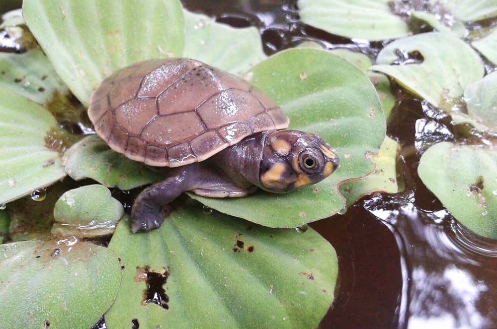Eine junge Schildkröte vom Schildkrötenschutzprogramm der Treehouse Lodge in Iquitos