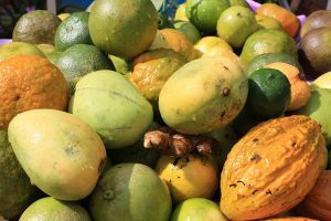 Frisch geerntete Früchte, wie Mango, Kakao, Orangen, Limas und Mandarinen in Maranura