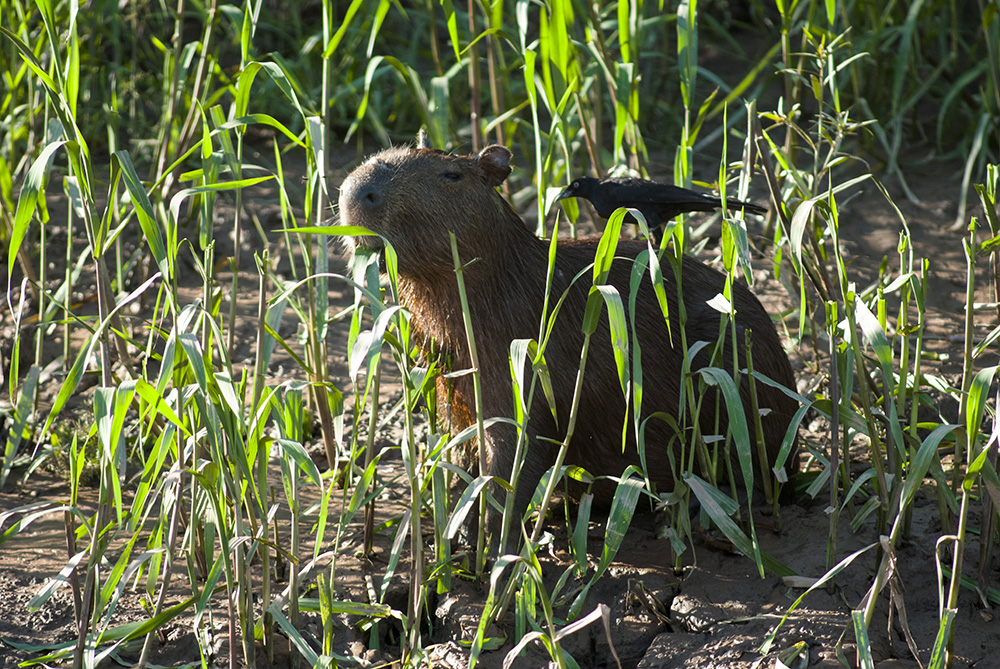 Ein Vogel sitzt auf einem Capybara im Naturschutzgebiet Tambopata