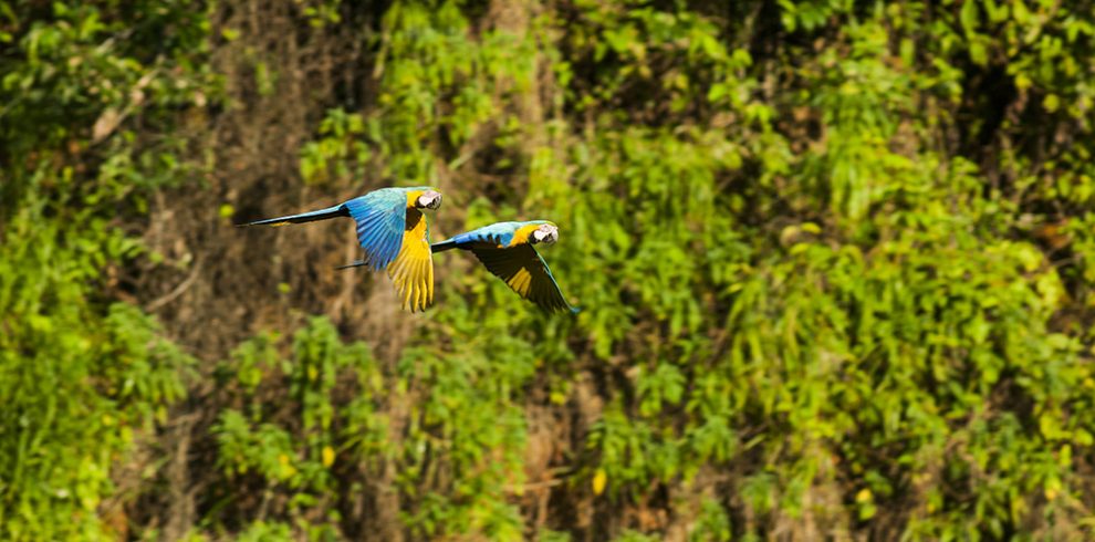 Papageien fliegen zur Lehmlecke Collpa Colorado im Naturschutzgebiet Tambopata