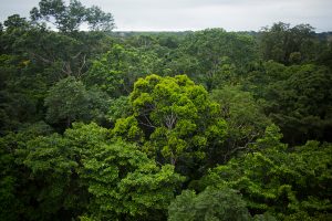 Blick über die Baumkronen im Naturschutzgebiet Tambopata